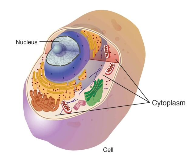 Cytoplasm  - Cell with cytoplasm and nucleus