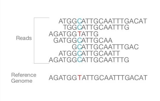 Reads are aligned to the reference sequence. After the alignment, the differences between them can be identified. - Reads are aligned to the reference sequence. After the alignment, the differences between them can be identified. Source: Illumina sites