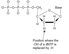Dideoxynucleotide triphospate - Dideoxynucleotide triphospate (Source: Brown, TA. Gene Cloning And DNA Analysis An  Introduction)