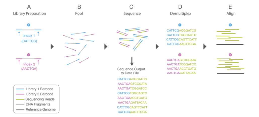 Multiplexing process is shown in A during Library Preparation, where unique indexes are provided to each sample. After library preparation, each sample is pooled together. The sequencing process is shown in C. After sequencing, the demultiplexing algorithm sorts the reads into different files according to their indexes. - Multiplexing process is shown in A during Library Preparation, where unique indexes are provided to each sample. After library preparation, each sample is pooled together. The sequencing process is shown in C. After sequencing, the demultiplexing algorithm sorts the reads into different files according to their indexes. Source:https://www.illumina.com/content/dam/illumina-marketing/documents/products/illumina_sequencing_introduction.pdf