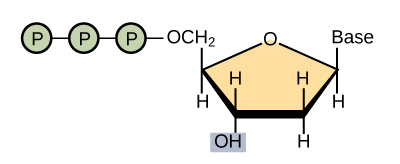 Deoxynucleotide triphospate - Deoxynucleotide triphospate (Source: Biology 2e, Genetics, Biotechnology and Genomics, Whole Genome Sequencing.)