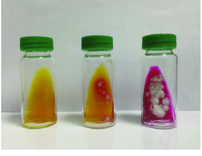  - Dermatophyte test medium (Left- uninoculated vial, middle and right vials showing growth compatible withTrichophyton mentagrophytes(Image source: Jorge Oliveira)