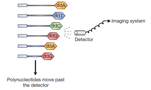 Detection of each sequences of DNA passed through the detector  - Detection of each sequences of DNA passed through the detector (Source: Brown, TA.  (2010). Gene Cloning And DNA Analysis An Introduction.)