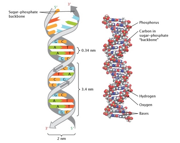 Watson and crick's model of DNA - Watson and Crick’s model of double-helical DNA, source: Nature