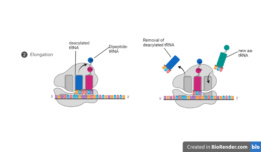 elongation of polypeptide chains - Elongation of polypeptide chains