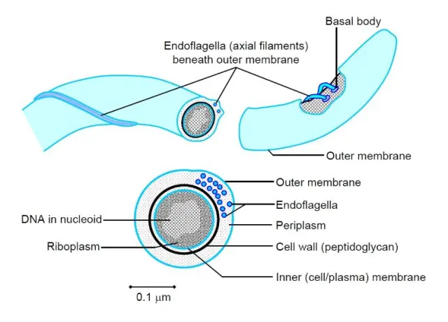 Endoflagella of spirochetes - Endoflagella of spirochetes (Image source:crondon)