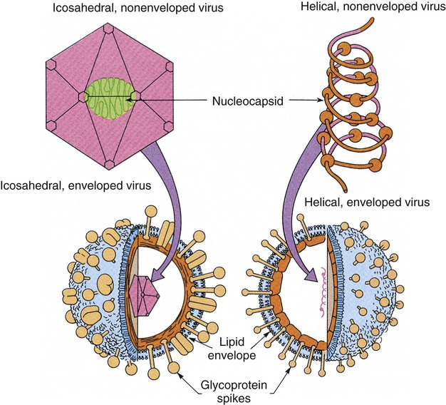 Enveloped and nonenveloped virus - Enveloped and nonenveloped virions(Modified from Murray PR, Drew WL, Kobayashi GS, et al, editors: Medical microbiology, St Louis, 1990, Mosby.)