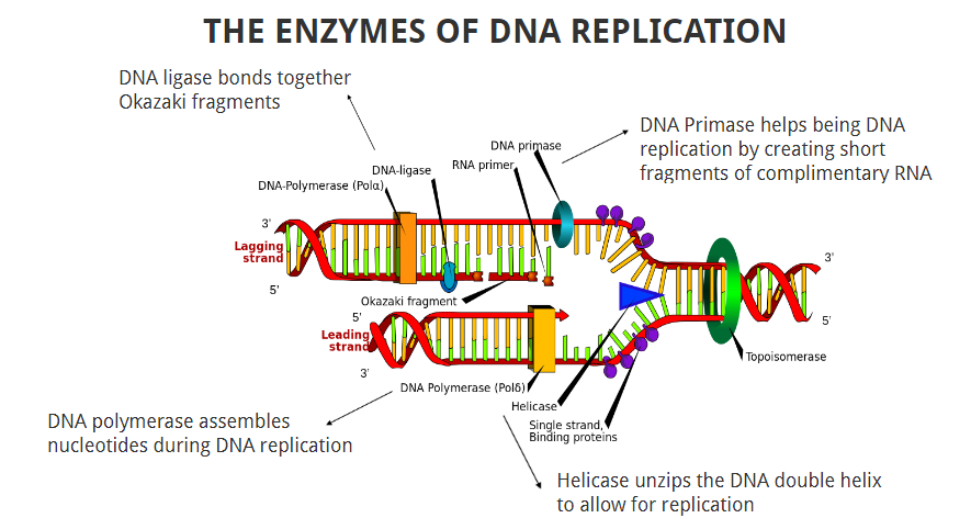 enzymes involved in DNA replication - Image source:lumenlearning