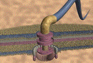 Flagellar motion in Bacterial Cells - Flagellar motion in bacterial cells