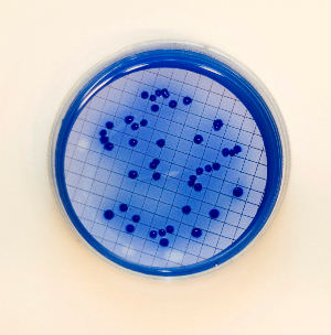 Fecal coliform colonies in mFC agar plates (membrane filtration)