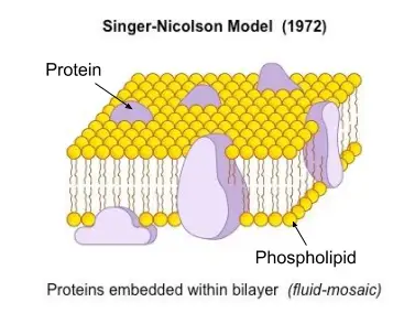 Fluid mosaic model - Fluid Mosaic Model of cell membrane