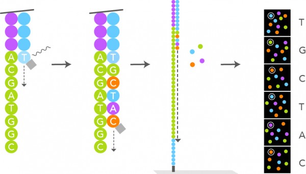 Addition of fluorescently labelled nucleotide and identifying the fluorophore. - Addition of fluorescently labelled nucleotide and identifying the fluorophore. Source: https://www.lexogen.com/rna-lexicon-next-generation-sequencing/