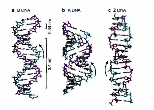 different forms of DNA - Different forms of DNA