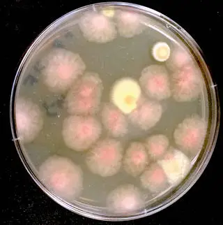 Microbes in Space - The Microbial Tracking-1 experiment has collected samples of fungi and bacteria from the International Space Station. This fungi sample was collected on May 5 and 6, 2016.