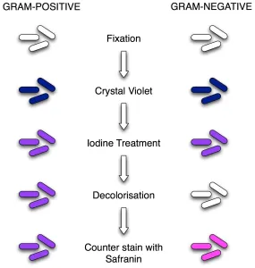 gram-stain-procedure - Image 3:Procedure of Gram Staining; note the color change after each step