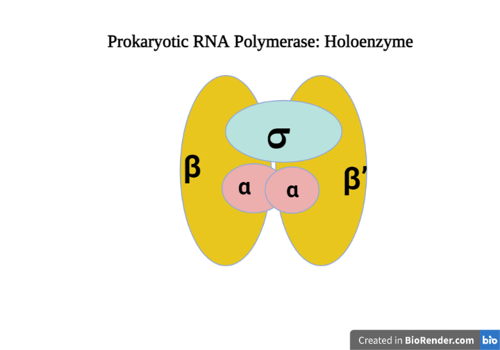 RNA polymerase holoenzyme - RNA polymerase: Holoenzyme