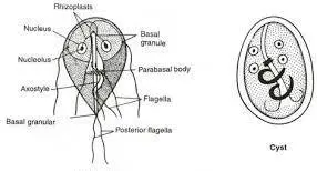 Trophozoites and Cyst of Giardia lamblia - Trophozoite (left) and Cyst ofGiardia lamblia (right)