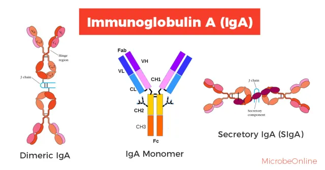 Structure of Immunoglobulin A (IgA) - Various forms of Immunoglobulin A (IgA)