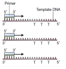 Annealing of primer to the template DNA  - Annealing of primer to the template DNA (Source: Brown, TA. Gene Cloning And DNA  Analysis An Introduction)