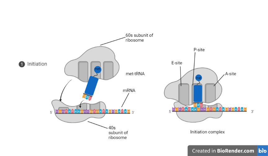 Initiation of translation in eukaryotes - Initiation step in eukaryotes