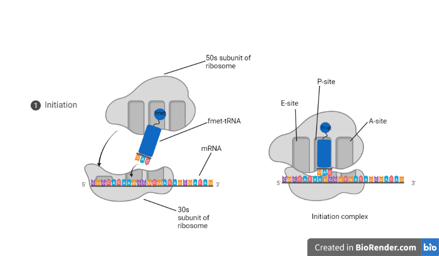  - Initiation of translation in prokaryotes