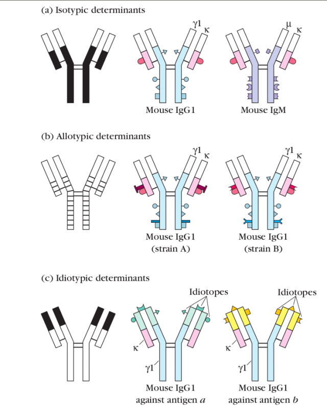 Isotypes, allotypes and idiotypes
