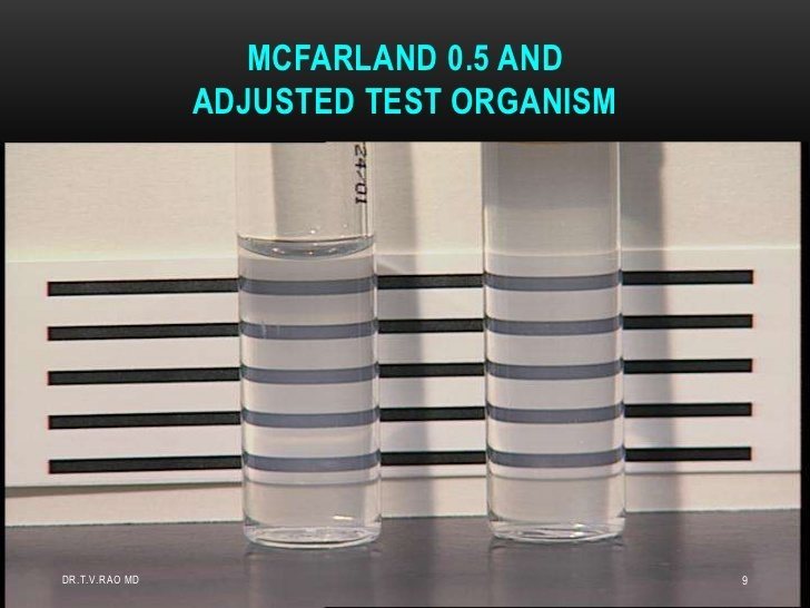 Bacterial suspension prepared to match the turbidity of the 0.5 McFarland turbidity standard - Bacterial suspension prepared to match the turbidity of the 0.5 McFarland turbidity standard