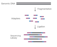 Fragmenting DNA sample and ligating specialised adapters to both fragments ends to make NGS library. - Fragmenting DNA sample and ligating specialised adapters to both fragments ends to make NGS library. Source:https://www.cd-genomics.com/blog/principle-and-workflow-of-illumina-next-generation-sequencing/