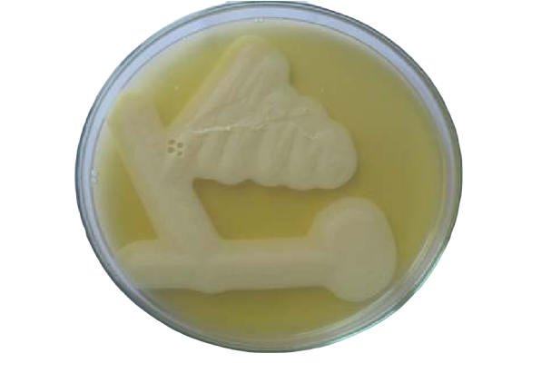 Lecithinase activity of C. perfringens in Egg Yolk Agar - Lecithinase activity ofC. perfringens in Egg Yolk Agar (Image source: Palaniappan Srinivasan)