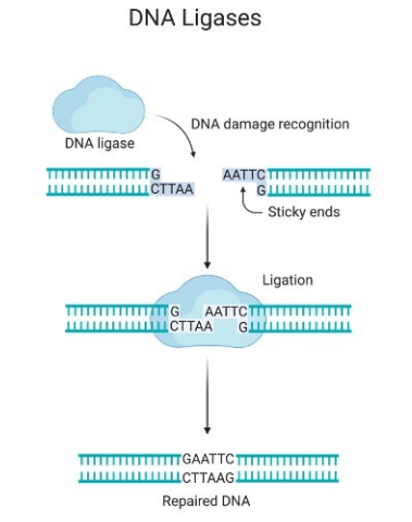 ligase - Image  source:Researchtweet