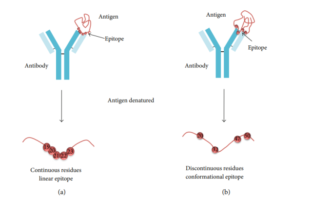  - Linear and conformational B-cell epitopes. Linear B-cell epitopes (a) are composed of sequential/continuous residues, while conformational B-cell epitopes (b) contain scattered/discontinuous residues along the sequence. (Image source-Ref-1)