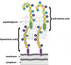 Wall Teichoic acid and Lipoteichoic acid - Wall Teichoic acid and Lipoteichoic acid