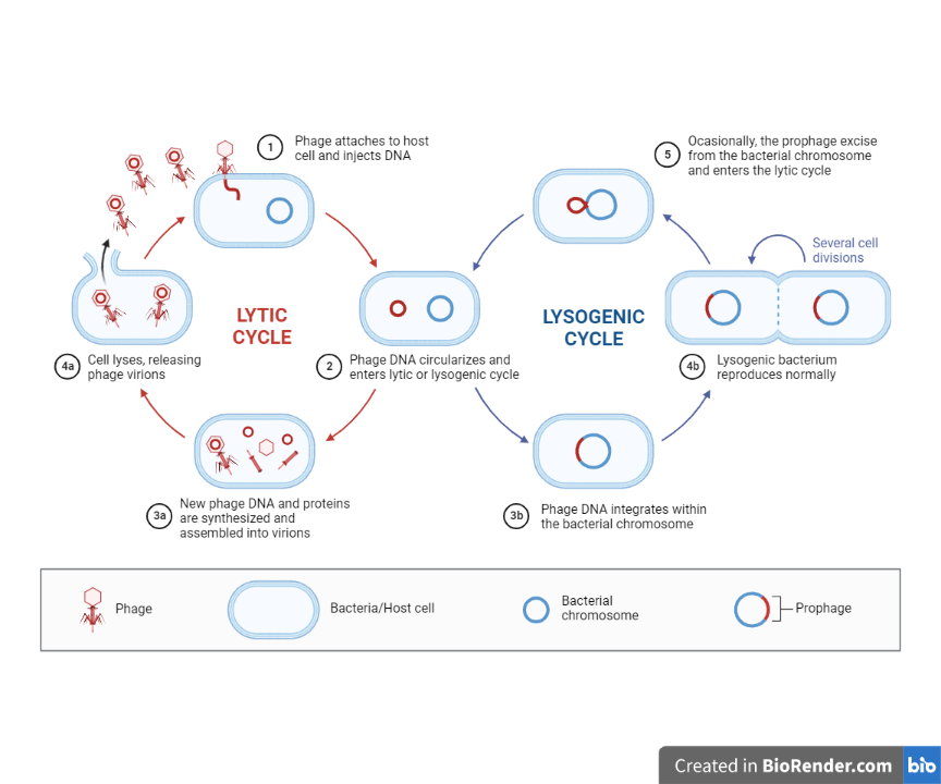 Lytic and lysogenic cycle - Lytic and lysogenic cycle