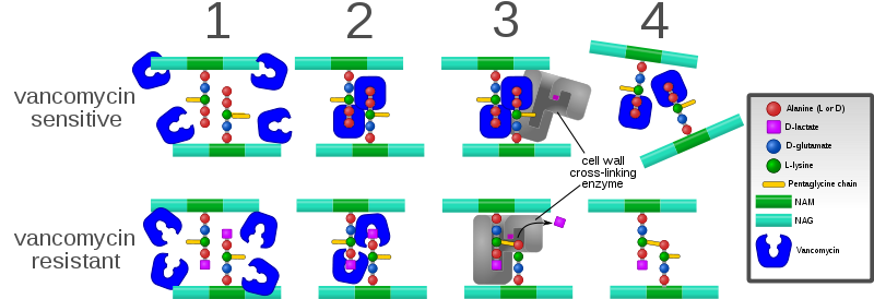  - Mechanism of vancomycin action and resistance