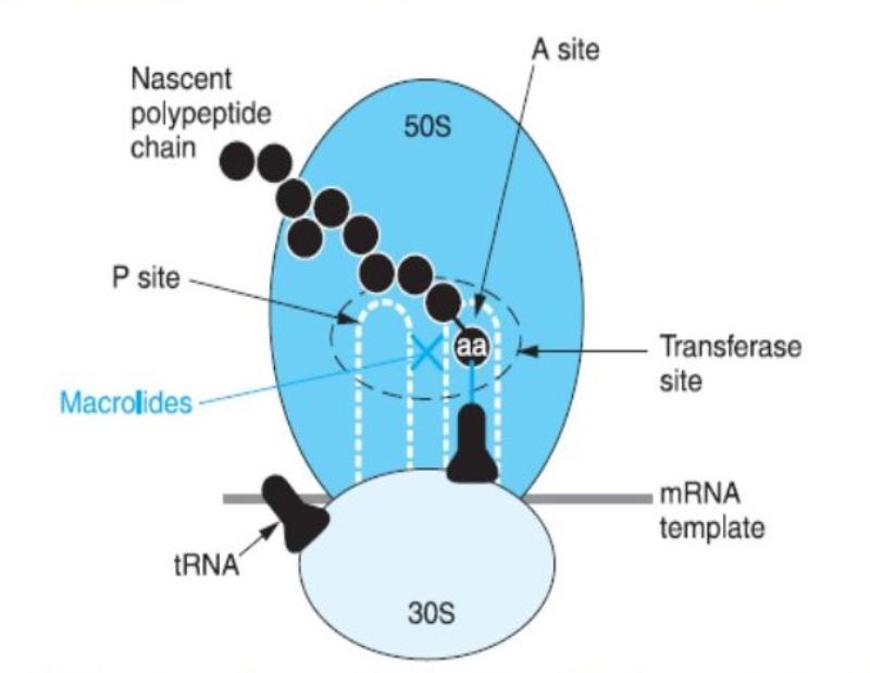 Mechanism of Macrolides - Mode of action of Macrolides