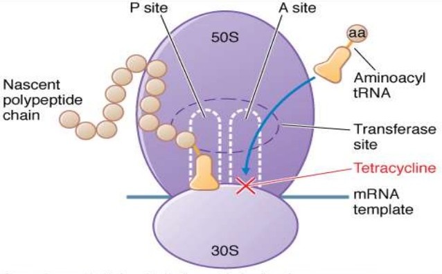 Mechanism of action of tetracyclines