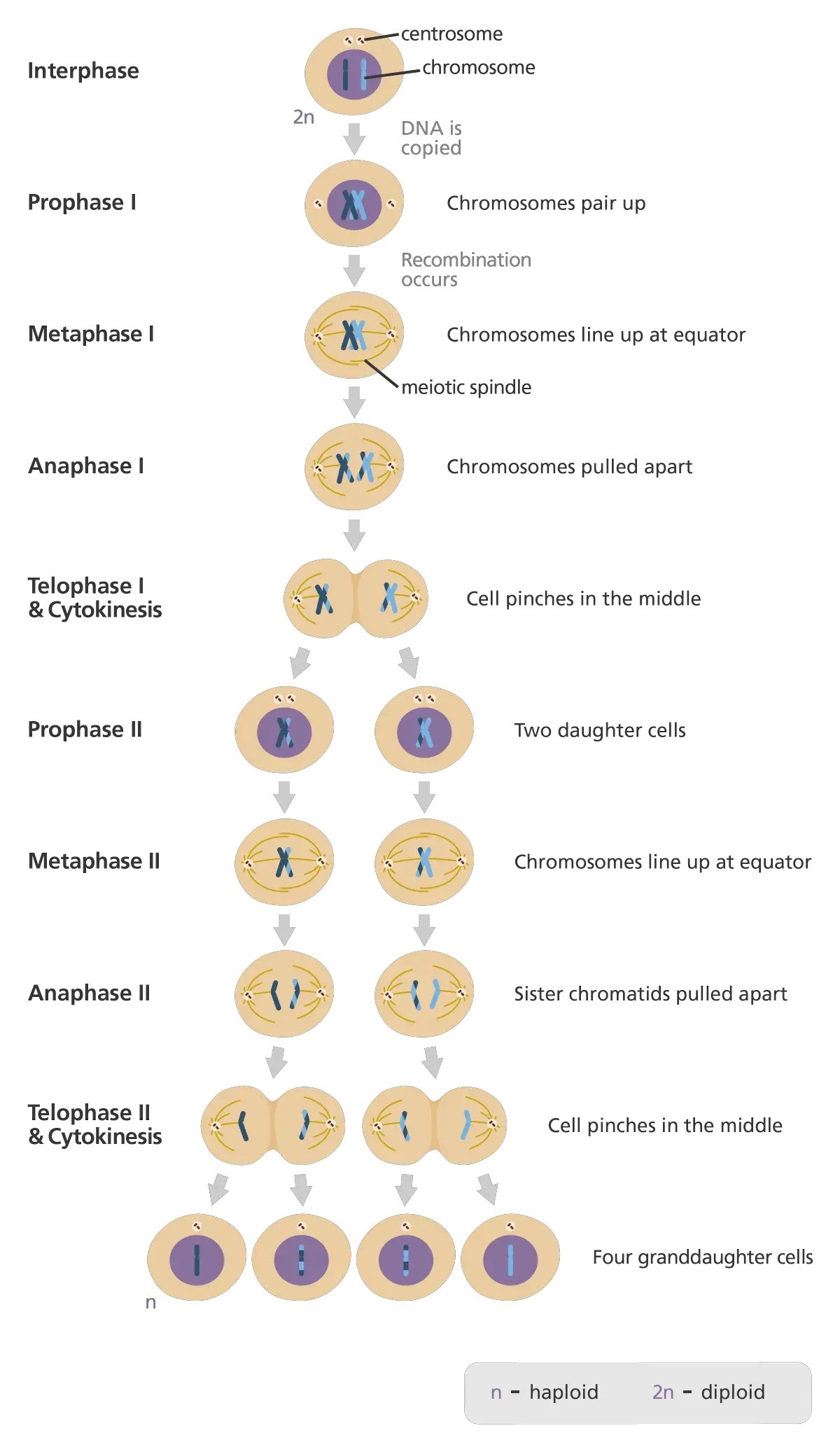  - Stages of Meiosis Cell Division