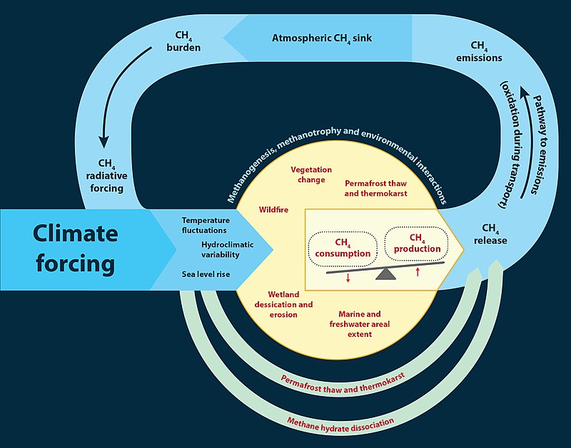 Methane effect in climate feedacks - Methane climate feedbacks in natural ecosystems