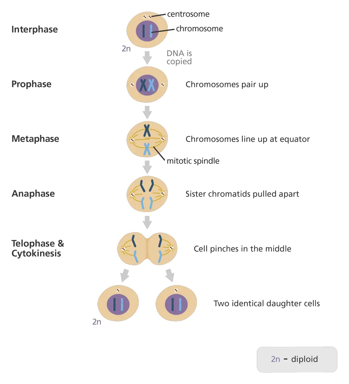 - Stages of Mitosis Cell Division