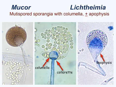  - The presence or absence of columellae and apophyses is a key sporangium characteristic.Note:Mucorhas a columella but no apophysis whereasLichtheimiahas both a columella and apophysis. (Imagesource)