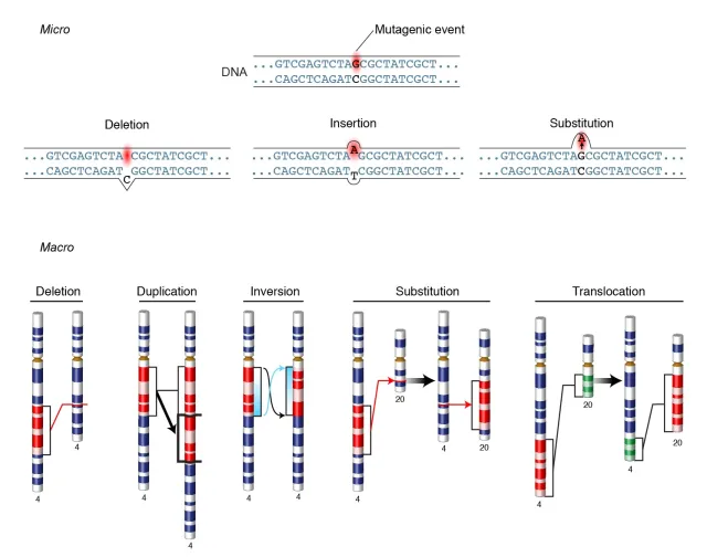  - Mutation (Courtesy: National Human Genome Research Institute)