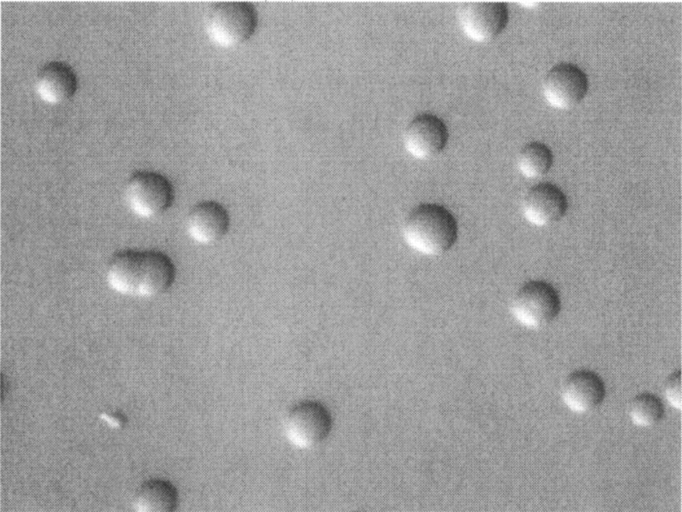 - Spherical colonies ofM. pneumoniaegrowing on SP4 agar(Source)