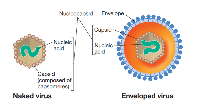 Naked and Enveloped virus