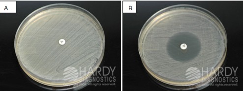  - Novobiocin sensitivity testing A. Novobiocin-resistant(S. saprophyticus)B. Novobiocin Sensitive(S. epidermidis)