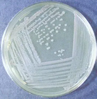 Nutrient Agar - Nutrient Agar