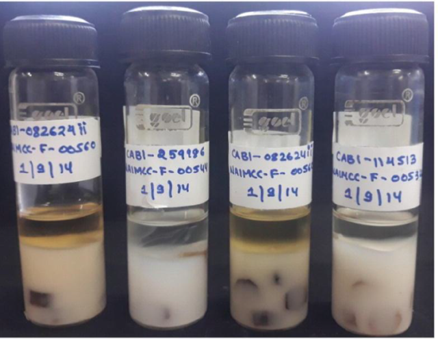 Preservation with overlaid of mineral oil