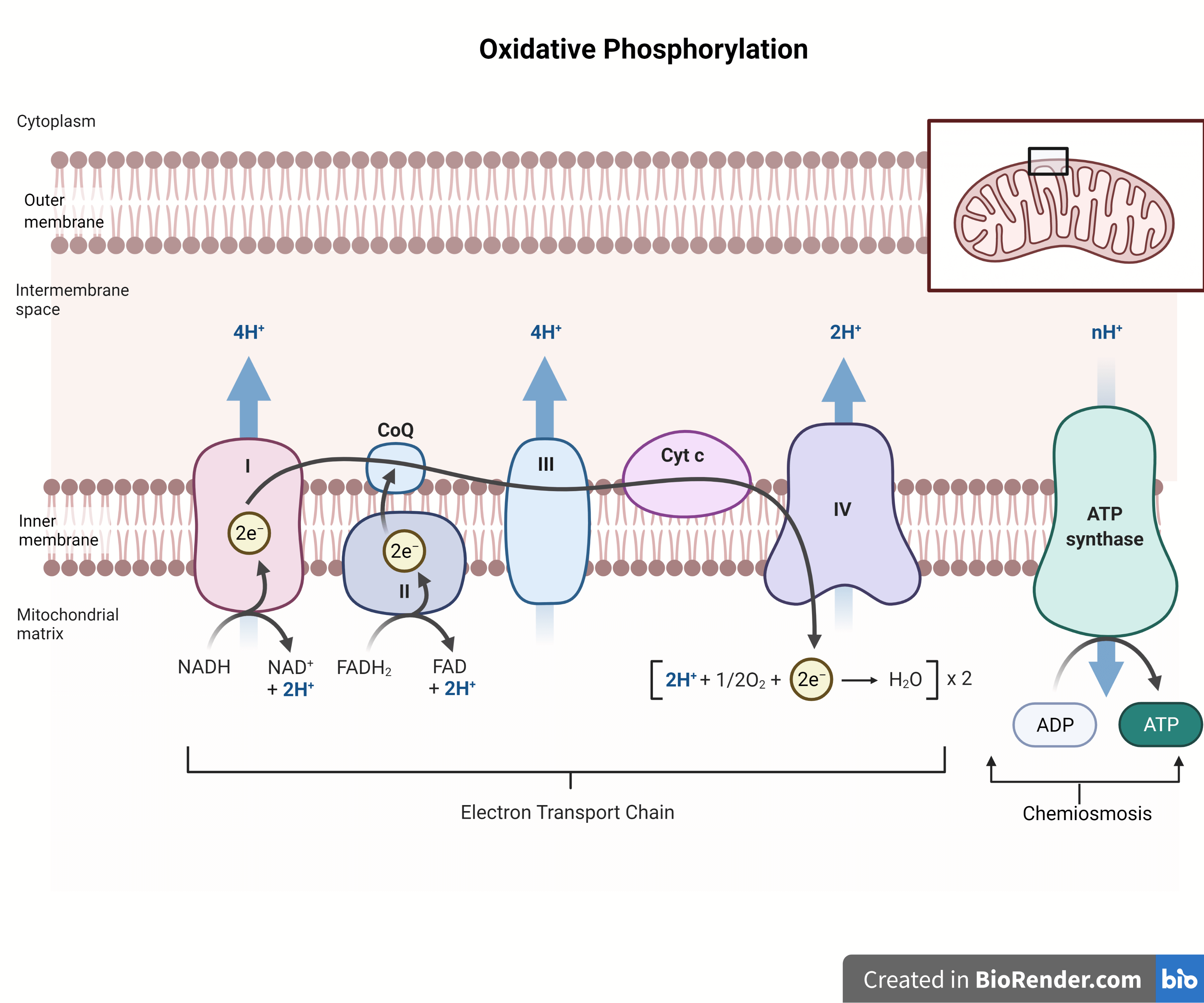 oxidative phosphorylation