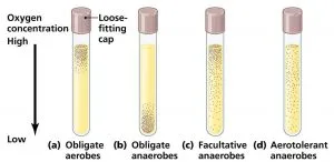 oxygen requirements of bacteria and media