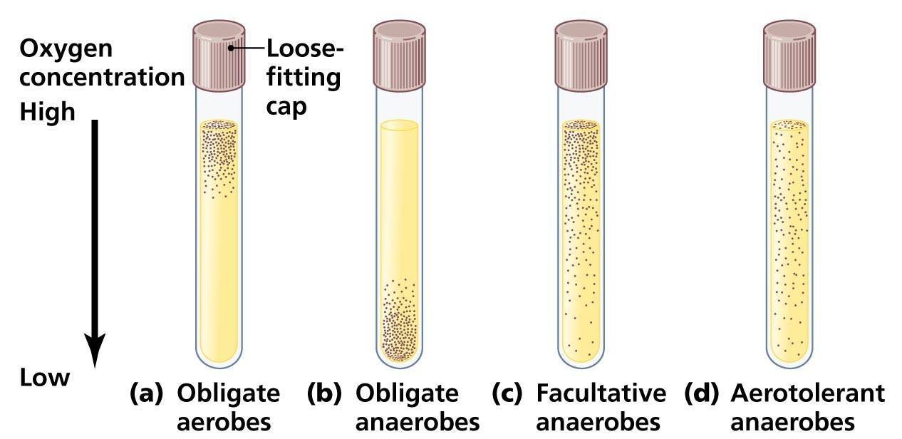Oxygen requirements of bacteria - In a culture tube containing nutrient broth, obligate aerobes grow near the surface; where atmospheric oxygen diffuses into the medium; obligate anaerobes grow near the bottom of the tube, where little or no free oxygen reaches them.