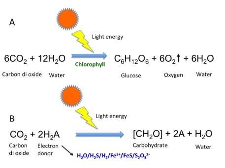  - A. Oxygenic photosynthesis B. Anoxygenic photosynthesis of autotrophs (Image source: Gour Gopal Satpati)